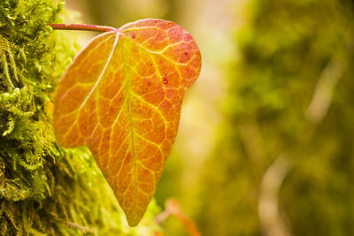 Ivy clipping path, climber plant on the tree, nature background