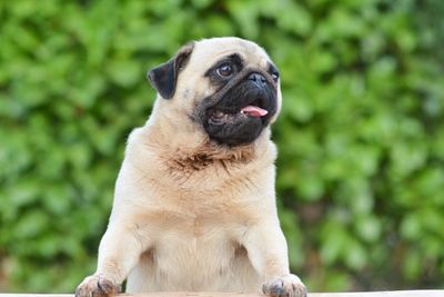 Close-up of dog sitting outdoors