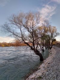 Bare tree by river against sky