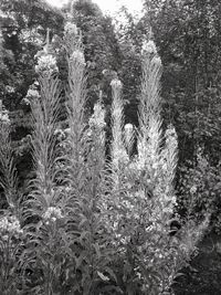 Close-up of plants growing on field