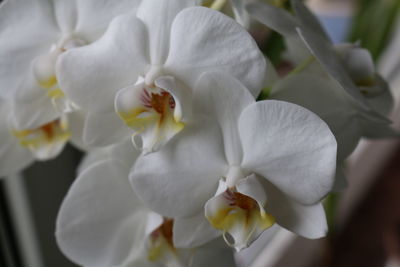 Close-up of white orchids