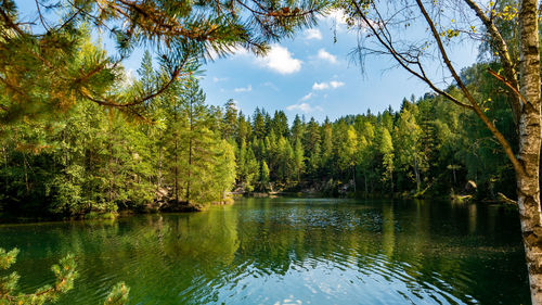 Scenic view of lake by trees in forest against sky