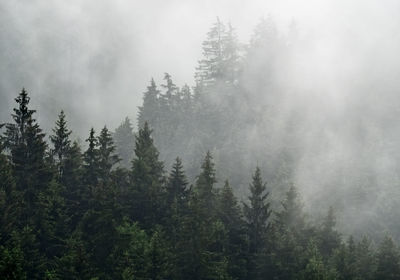 Pine trees in forest against sky