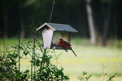 Bird perching on a wooden bird feeder 