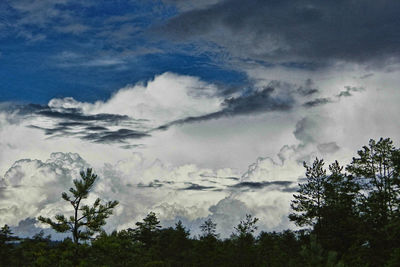 Low angle view of trees against sky