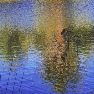 High angle view of bird swimming in lake