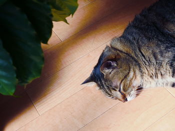 High angle view of a cat on floor