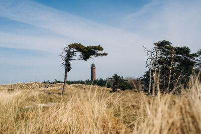 Beautiful tree formed by the wind with lighthouse in the background 