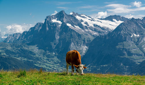 View of a horse on mountain