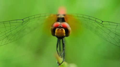 Close-up of insect on leaf