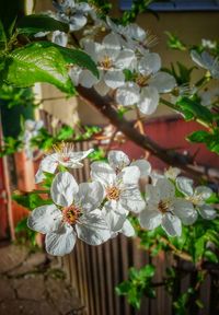 Close-up of white cherry blossom