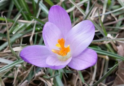 Close-up of purple flower