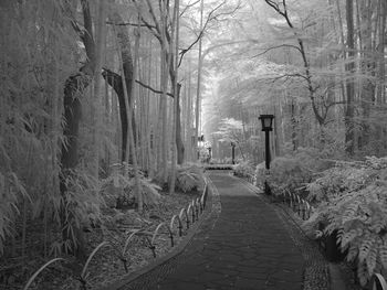 Walkway amidst bare trees in forest