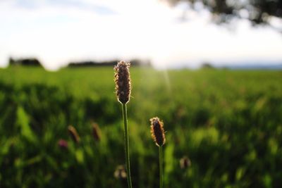 Close-up of flowers growing in field