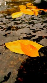 Close-up of yellow leaves floating on water