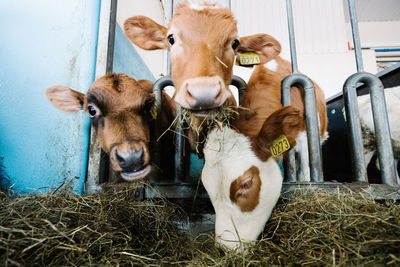 Close-up of cows