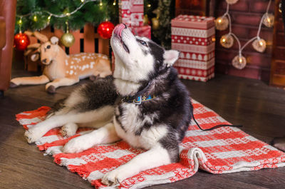 Close-up of dog sitting on christmas tree at home