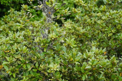 Close-up of fresh green plant