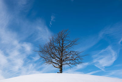 A branchy, lonely tree standing on a snowy hill a sunny day against the blue sky with white clouds