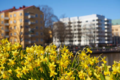 Yellow flowering plants against buildings in city