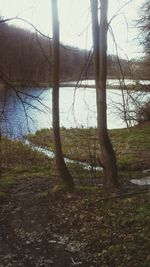 Bare trees in forest
