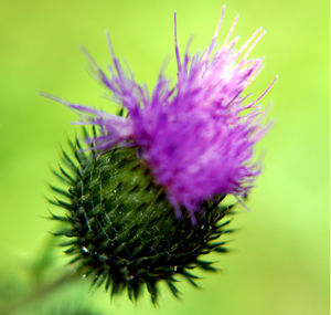 Close-up of thistle growing outdoors