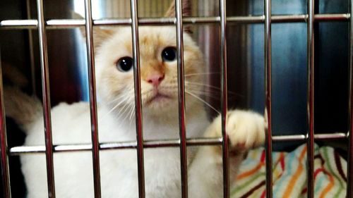 Portrait of cat in cage