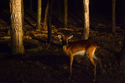 Deer in a forest