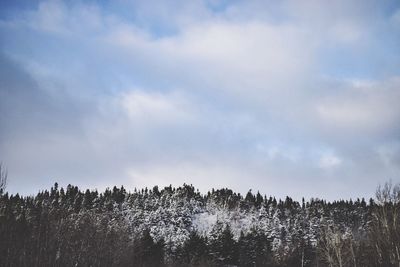 Low angle view of trees against sky