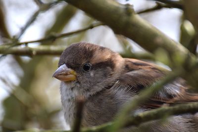 Close-up of bird perching on tree