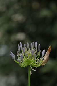 Close-up of flower