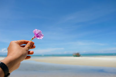 Close-up of hand holding pink flower at beach against sky