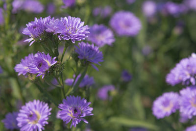 Close-up of purple flowering plants