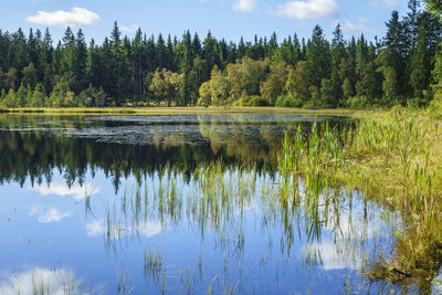 Beautiful forest with reflections in the water