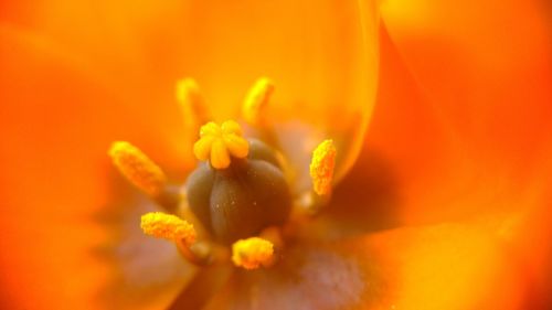 Macro shot of yellow flower