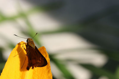 Close-up of butterfly on flower