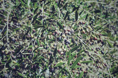 Close-up of berries growing on tree