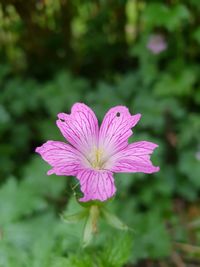 Close-up of pink flower