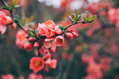 Close-up of flowers blooming on tree