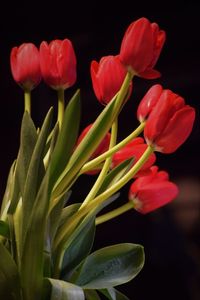 Close-up of flowers blooming outdoors