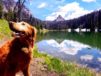 Dog by lake against sky