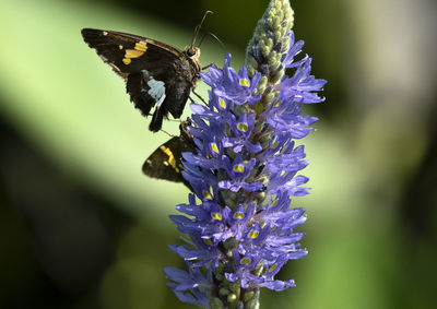 A skipper butterfly lands on a purple plant.