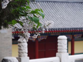 Branch in bloom against traditional chinese building