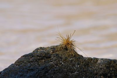 Close-up of lizard on rock