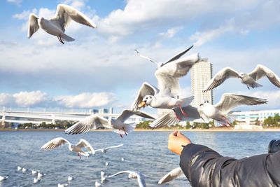 Seagulls flying over sea against sky