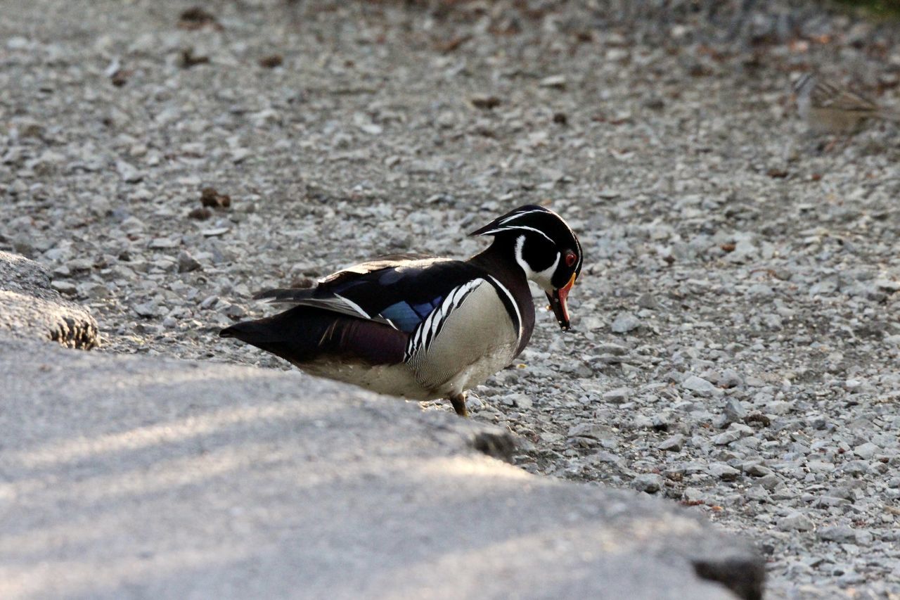 SIDE VIEW OF A BIRD ON LAND