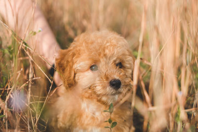 Portrait of dog on field