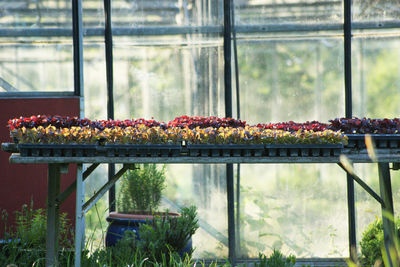 Plants on glass window