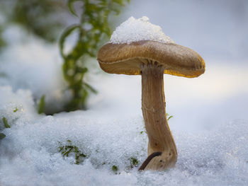 Close-up of mushroom on field during winter