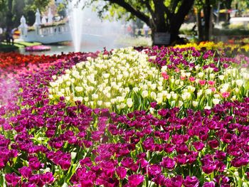 Close-up of pink flowering plants in park